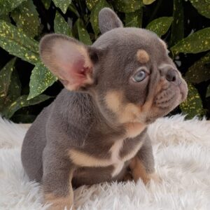 Gerald French Bulldog