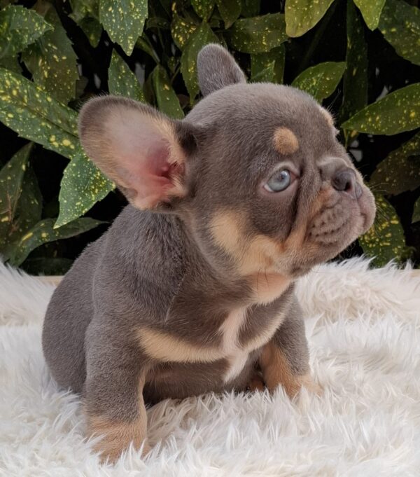 Gerald French Bulldog
