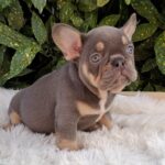 Gerald-male-french-bulldog-puppy-for-sale- (3)