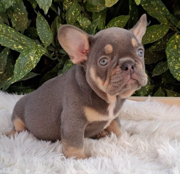 Gerald French Bulldog