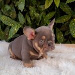 Gerald-male-french-bulldog-puppy-for-sale- (4)