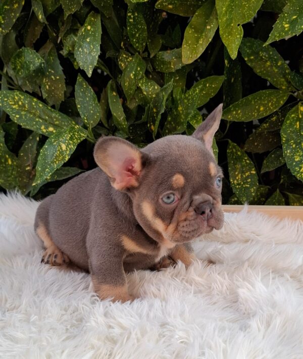 Gerald French Bulldog