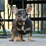 George French Bulldog