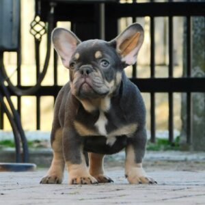 Gerald French Bulldog