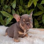 Gerald-male-french-bulldog-puppy-for-sale- (5)