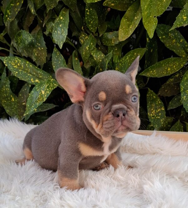 Gerald French Bulldog