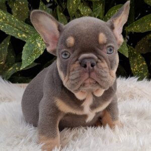 Gerald French Bulldog