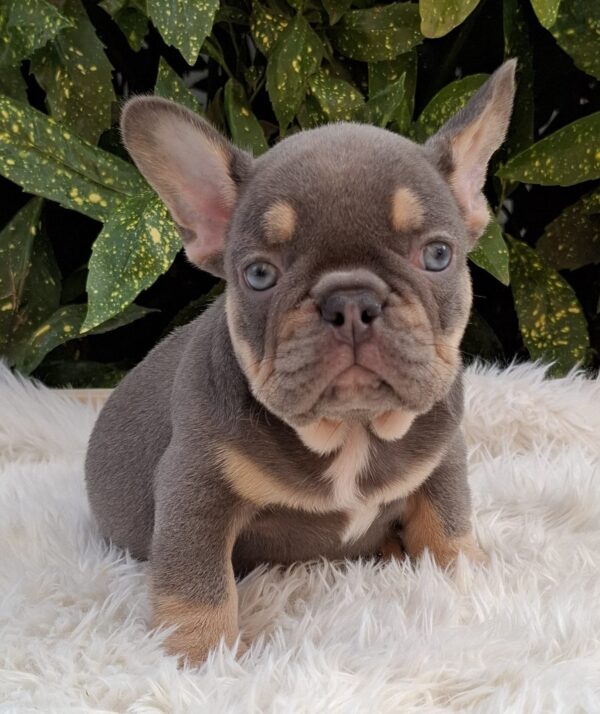 Gerald French Bulldog