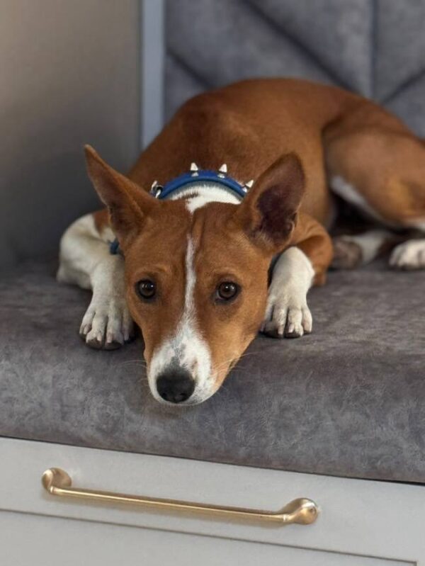 Gerra Basenji