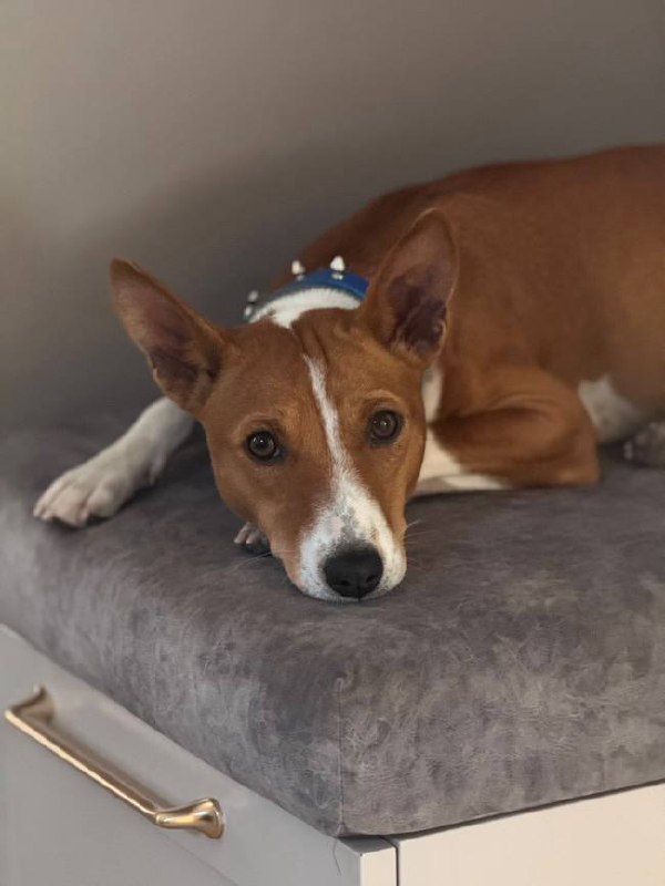 Gerra Basenji