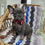 Garfield French Bulldog