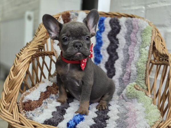 Glafira French Bulldog