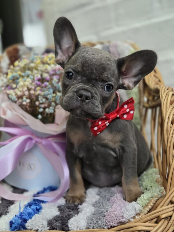 Glafira French Bulldog