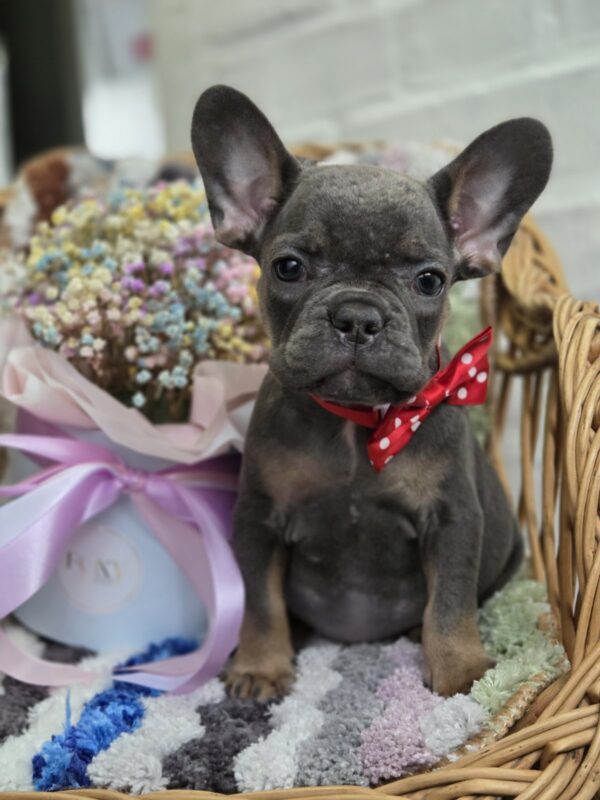 Glafira French Bulldog