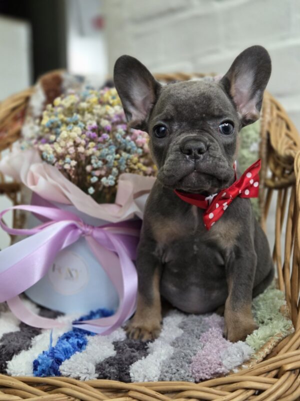 Glafira French Bulldog