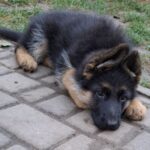 Grant-male-German-Shepherd-puppy-for-sale-1