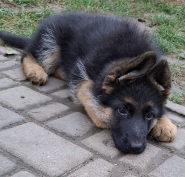 Grant German Shepherd