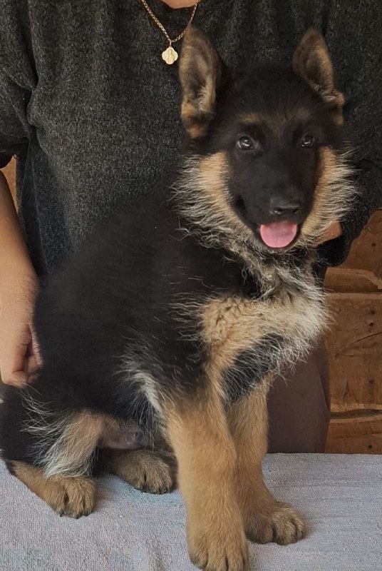 Grant German Shepherd