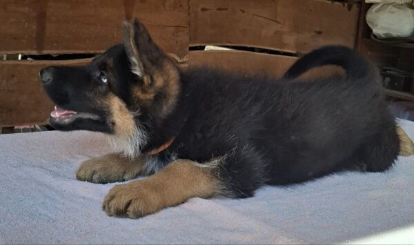 Grant German Shepherd