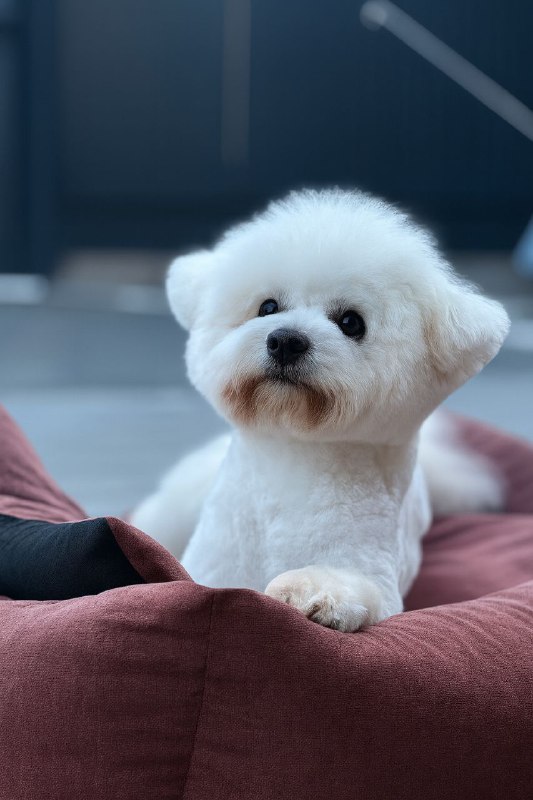 Gray Bichon Frise