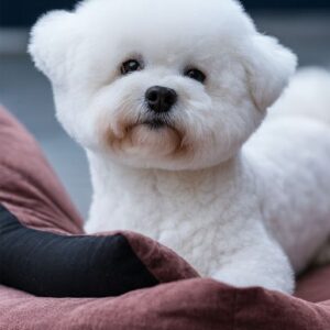 Gray Bichon Frise