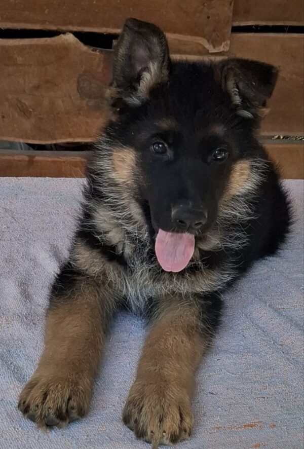 Grayson German Shepherd