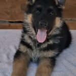 Gallant German Shepherd