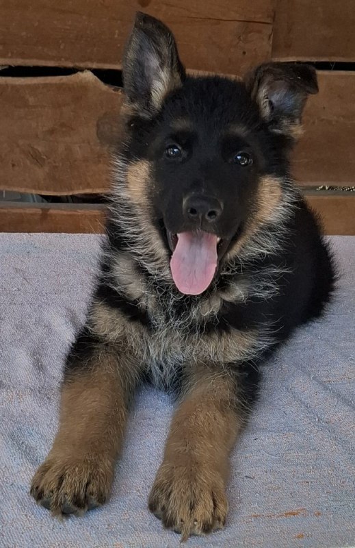 Grayson German Shepherd