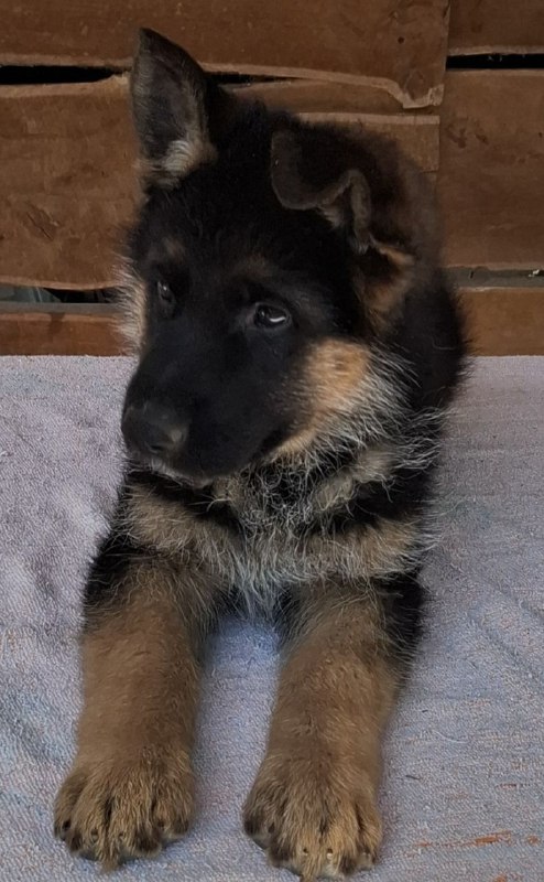 Grayson German Shepherd