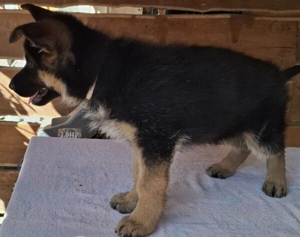 Grayson German Shepherd