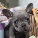 Gabby French Bulldog
