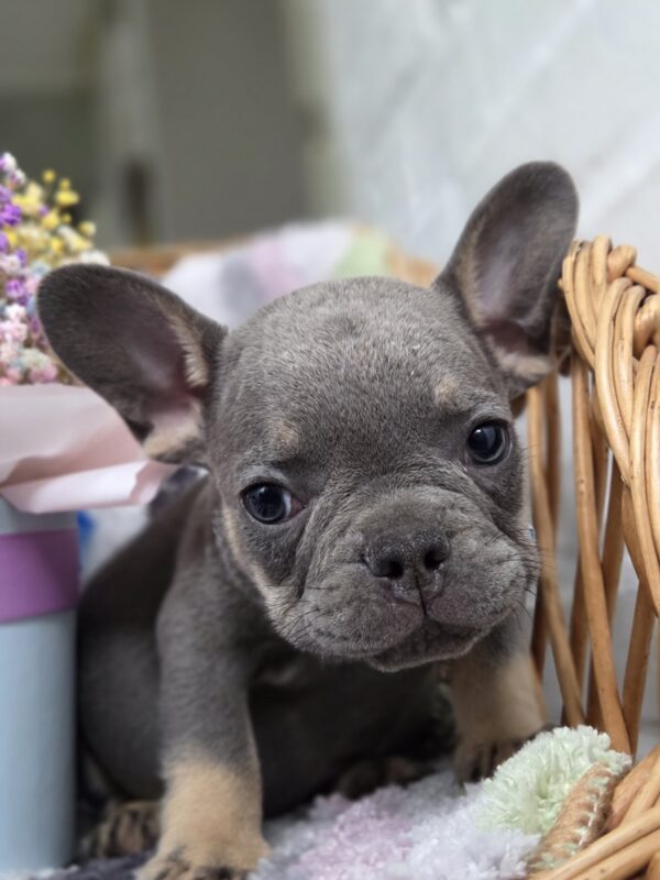 Griffin French Bulldog