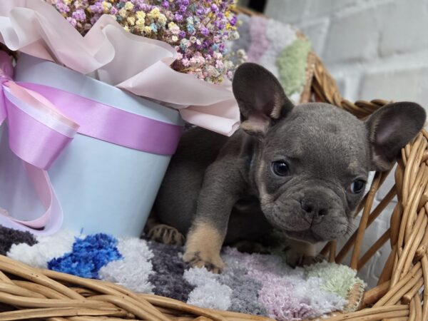 Griffin French Bulldog