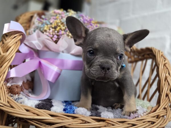 Griffin French Bulldog