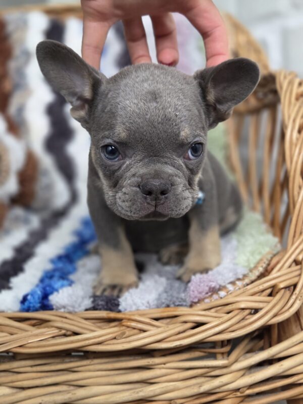Griffin French Bulldog