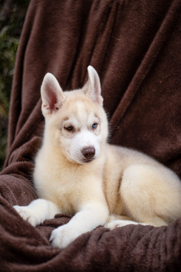 Groovy Siberian Husky