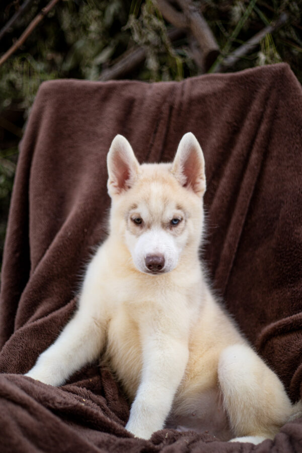 Groovy Siberian Husky