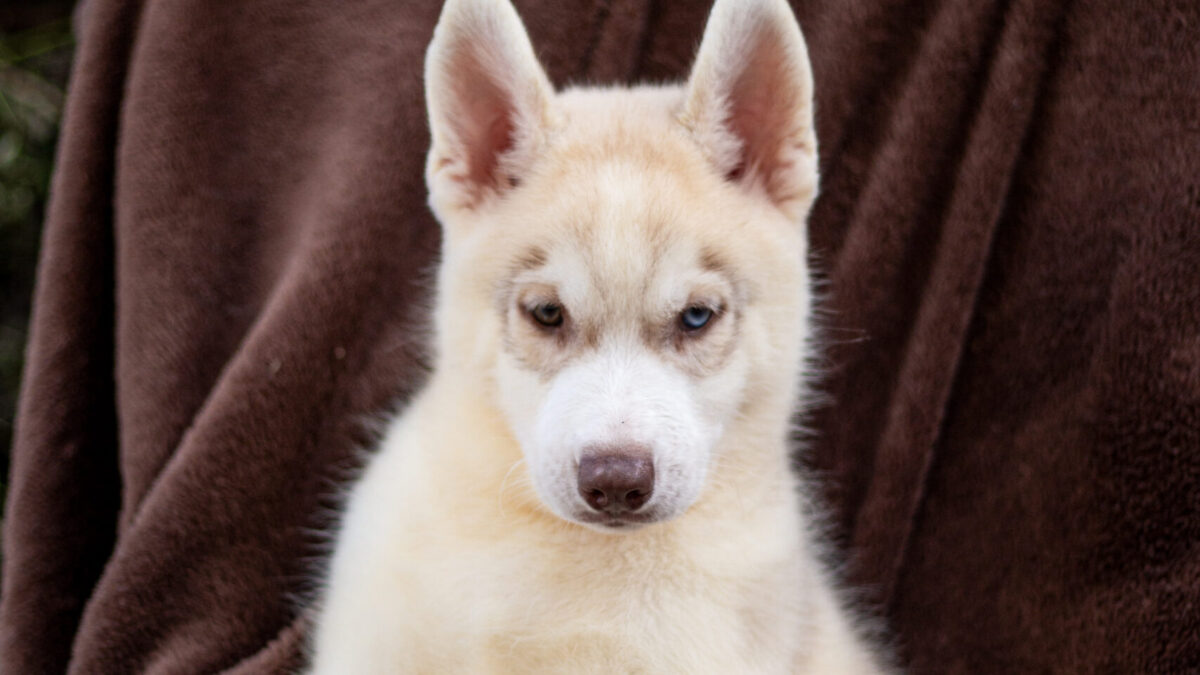 White Siberian Husky Puppies For Sale Husky Dogs For Adoption In