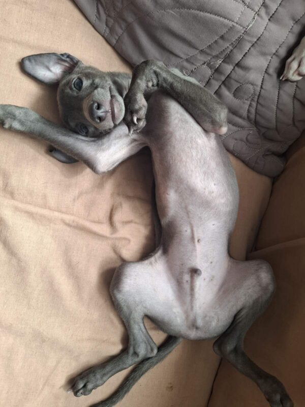 Gucci Italian Greyhound