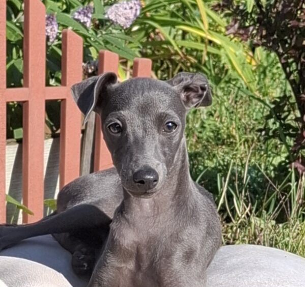 Gucci Italian Greyhound
