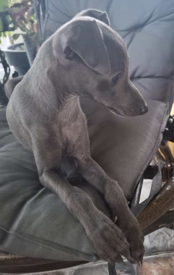 Gucci Italian Greyhound