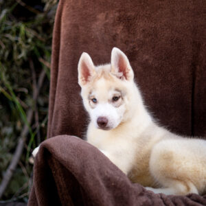 Gutsy Siberian Husky