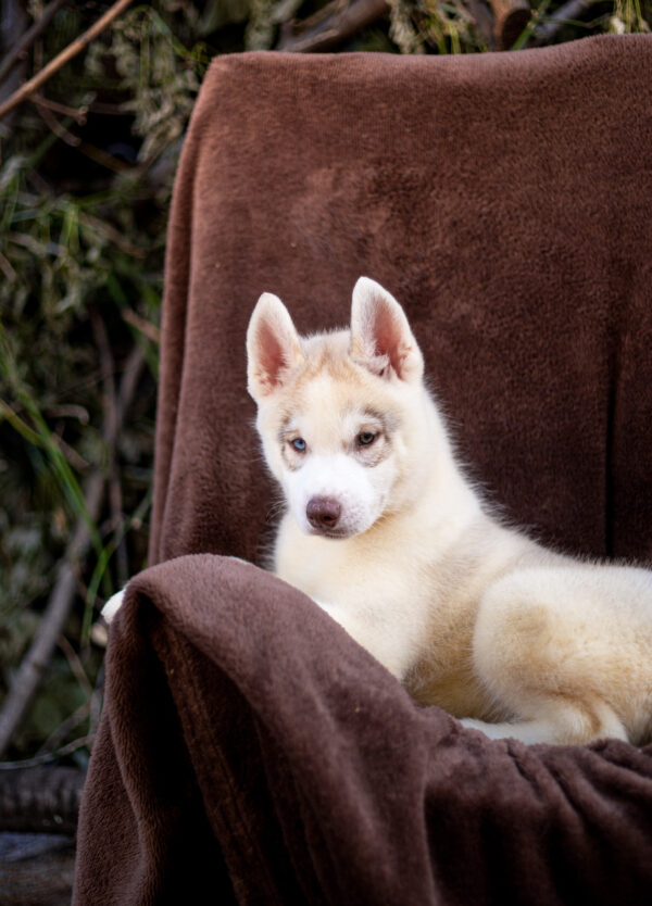 Gutsy Siberian Husky
