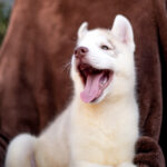 Groovy Siberian Husky