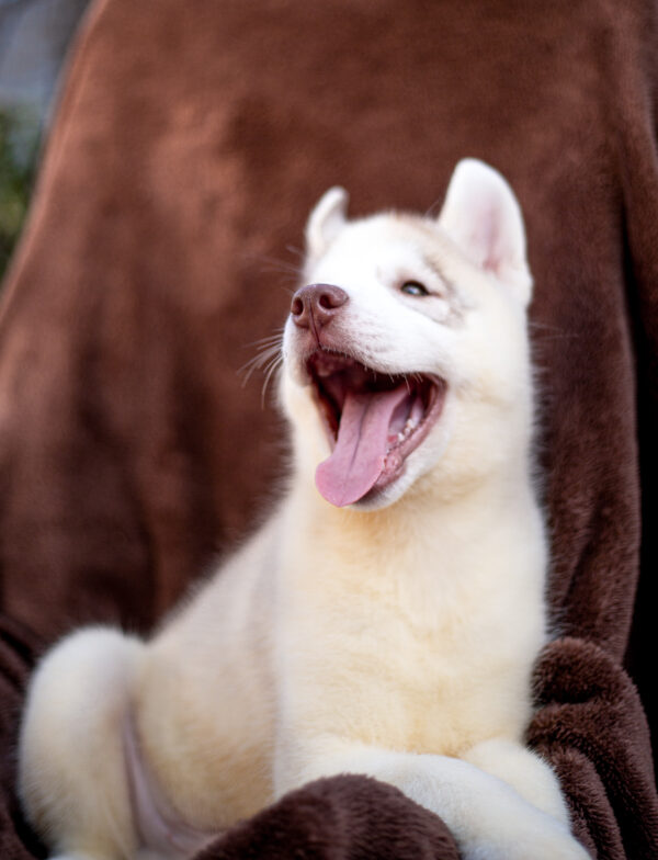 Gutsy Siberian Husky