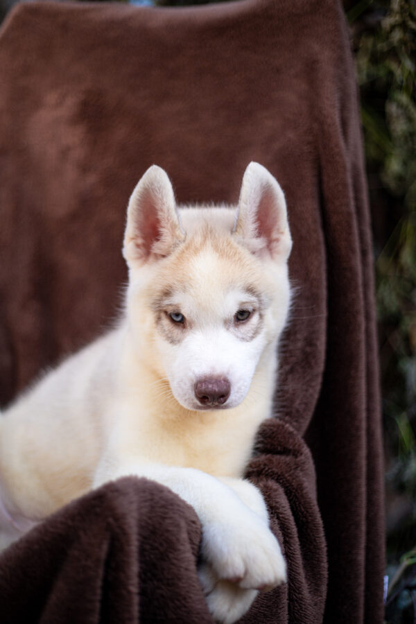 Gutsy Siberian Husky