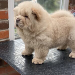 Habibi Chow-Chow
