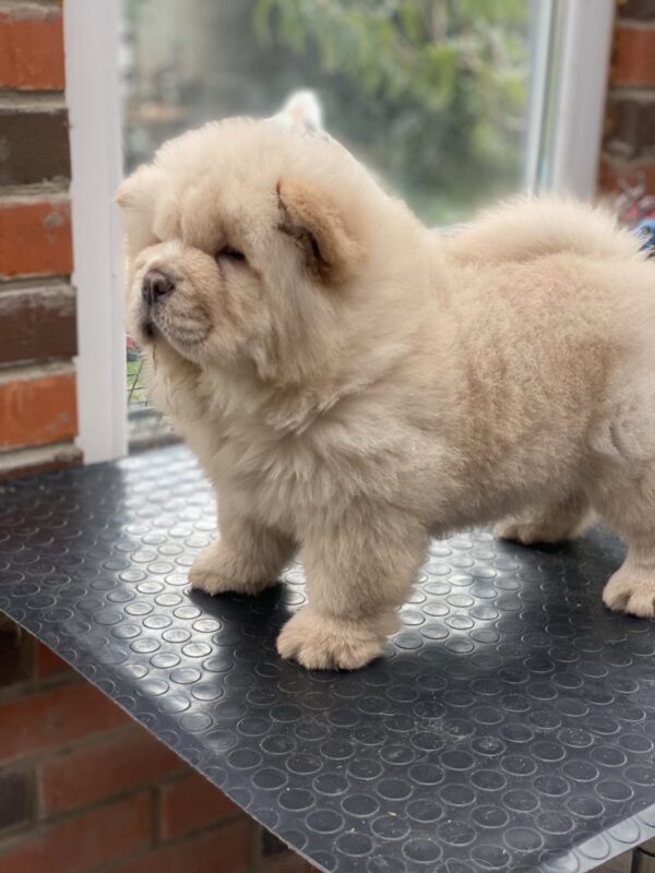 Habibi Chow-Chow