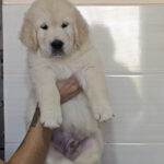 Hillary Golden Retriever