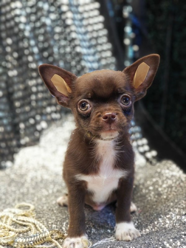 Hans Chihuahua